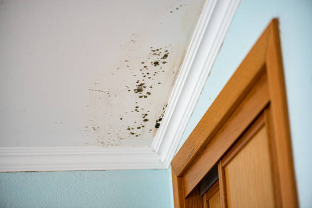 Best Residential Mold Remediation in Gridley, CA