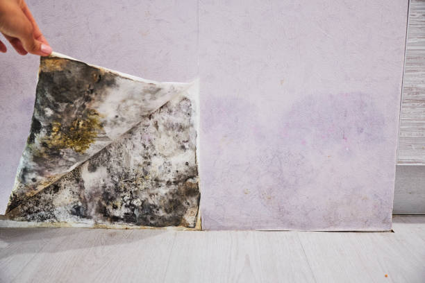 Best Industrial Mold Remediation in Gridley, CA
